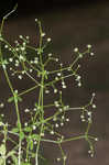 Hairy bedstraw